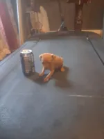 N/A, a female Miniature Pinscher for sale in Greenville, SC – Photo 3 of 4