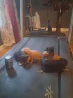 N/A, a female Miniature Pinscher for sale in Greenville, SC – Photo 4 of 4