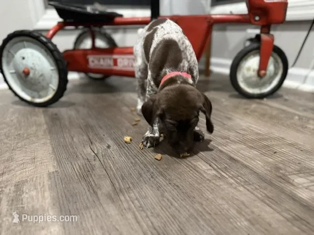 Miley – German Shorthaired Pointer puppy for sale in Melrose, MN