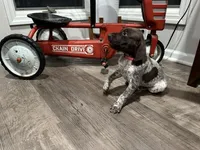 Miley, a female German Shorthaired Pointer for sale in Melrose, MN – 2 of 4