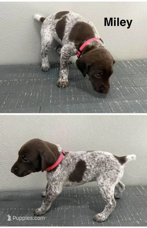Miley – German Shorthaired Pointer puppy for sale in Melrose, MN
