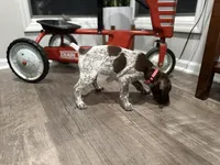 Miley, a female German Shorthaired Pointer for sale in Melrose, MN – 3 of 4