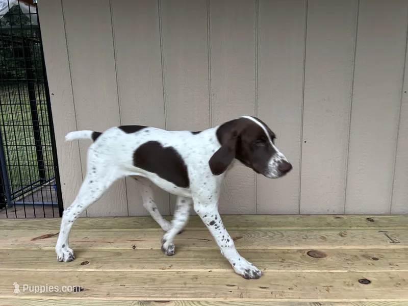 Toby – German Shorthaired Pointer puppy for sale in Melrose, MN