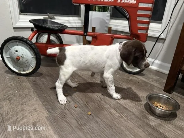 Leanna – German Shorthaired Pointer puppy for sale in Melrose, MN