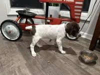 Leanna, a female German Shorthaired Pointer for sale in Melrose, MN – 2 of 3