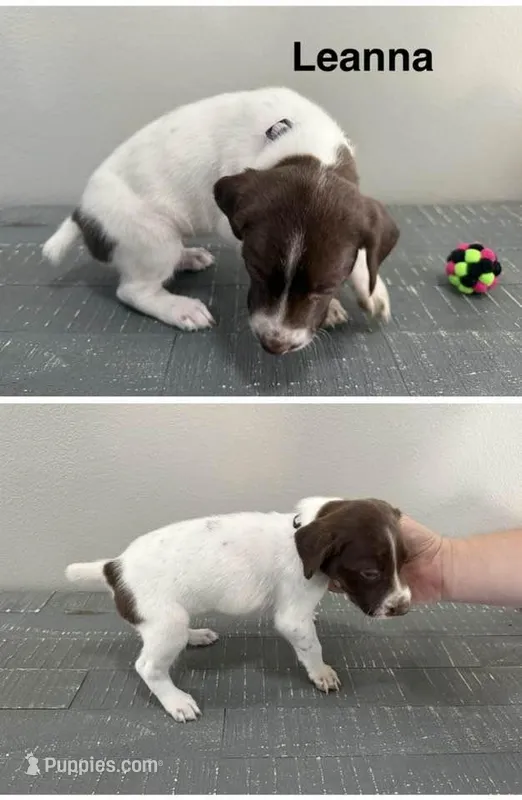 Leanna – German Shorthaired Pointer puppy for sale in Melrose, MN
