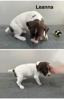 Leanna, a female German Shorthaired Pointer for sale in Melrose, MN – 1 of 3
