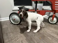 Leanna, a female German Shorthaired Pointer for sale in Melrose, MN – 3 of 3