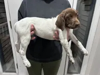 Lainey, a female German Shorthaired Pointer for sale in Melrose, MN – 9 of 9