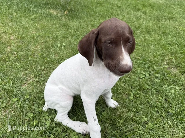 Megan – German Shorthaired Pointer puppy for sale in Melrose, MN