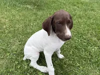 Megan, a female German Shorthaired Pointer for sale in Melrose, MN – 1 of 6