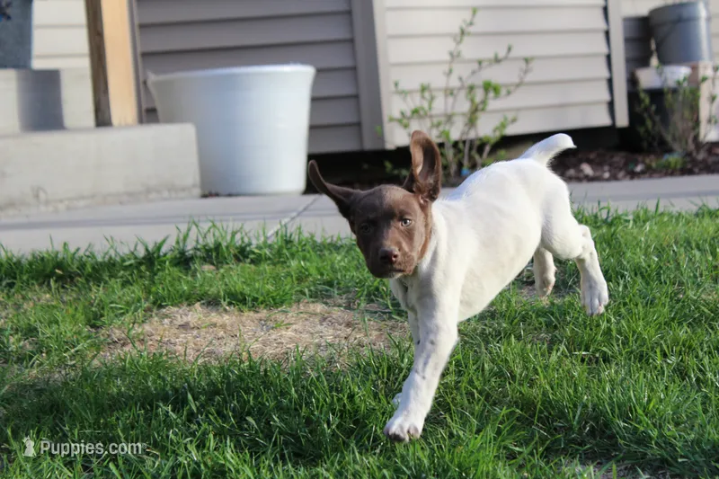 Lainey – German Shorthaired Pointer puppy for sale in Melrose, MN