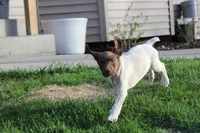 Lainey, a female German Shorthaired Pointer for sale in Melrose, MN – 5 of 9