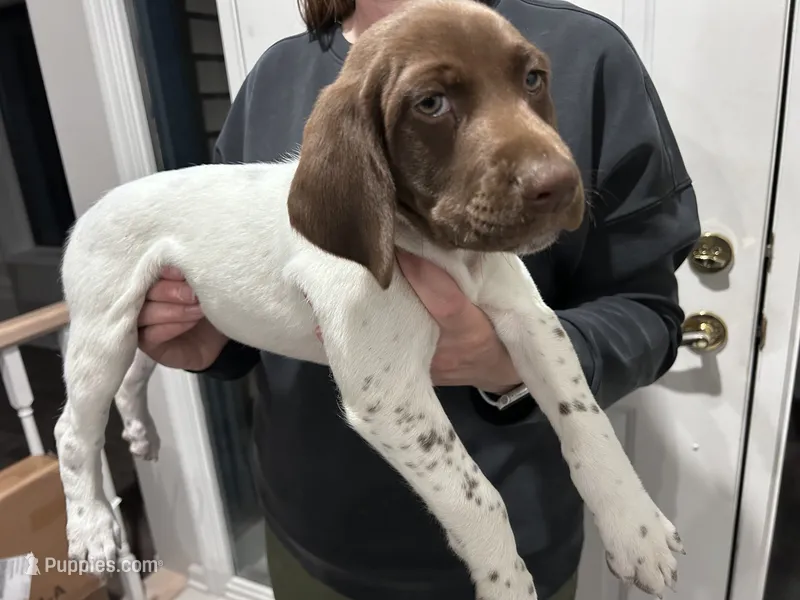 Lainey – German Shorthaired Pointer puppy for sale in Melrose, MN