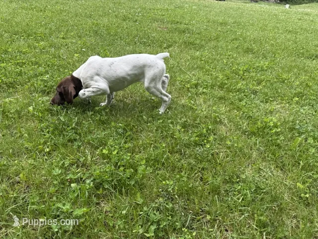 Lainey – German Shorthaired Pointer puppy for sale in Melrose, MN