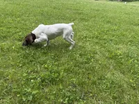 Lainey, a female German Shorthaired Pointer for sale in Melrose, MN – 1 of 9