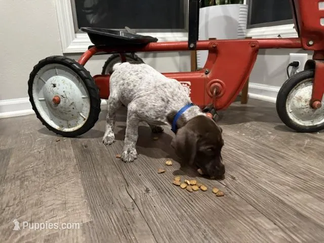 Josiah – German Shorthaired Pointer puppy on hold in Melrose, MN