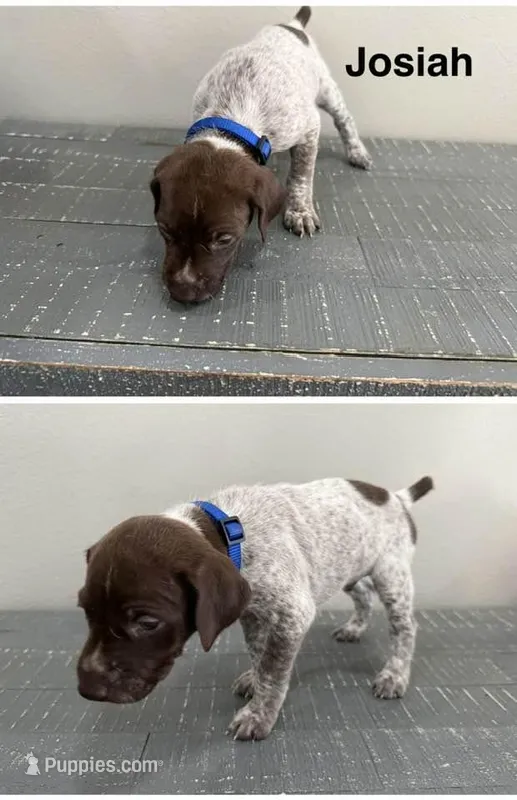 Josiah – German Shorthaired Pointer puppy for sale in Melrose, MN