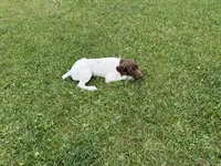 Lainey, a female German Shorthaired Pointer for sale in Melrose, MN – 3 of 9