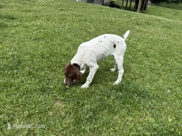 Leanna – German Shorthaired Pointer puppy for sale in Melrose, MN