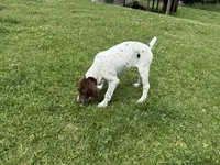 Leanna, a female German Shorthaired Pointer for sale in Melrose, MN – 1 of 5