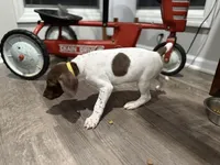 Jaimie, a female German Shorthaired Pointer for sale in Melrose, MN – 3 of 3