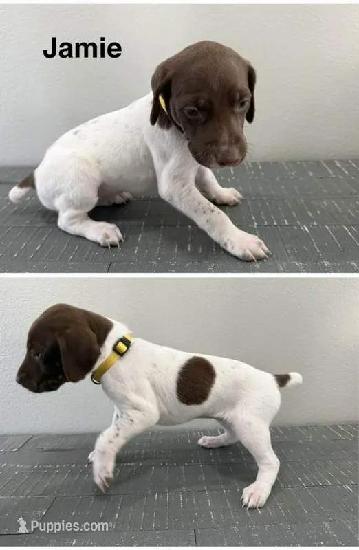 Jaimie – German Shorthaired Pointer puppy for sale in Melrose, MN
