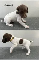 Jaimie, a female German Shorthaired Pointer for sale in Melrose, MN – 1 of 3