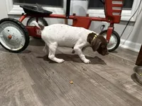 Jaimie, a female German Shorthaired Pointer for sale in Melrose, MN – 2 of 3