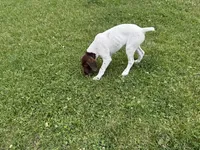 Lainey, a female German Shorthaired Pointer for sale in Melrose, MN – 2 of 9