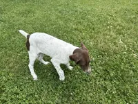 Leanna, a female German Shorthaired Pointer for sale in Melrose, MN – 2 of 5