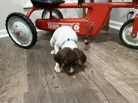 Megan, a female German Shorthaired Pointer for sale in Melrose, MN – 1 of 4