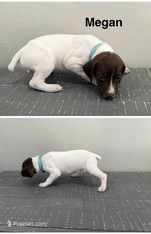 Megan – German Shorthaired Pointer puppy for sale in Melrose, MN
