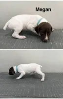 Megan, a female German Shorthaired Pointer for sale in Melrose, MN – 4 of 4