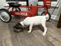 Megan, a female German Shorthaired Pointer for sale in Melrose, MN – 2 of 4