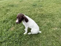 Megan, a female German Shorthaired Pointer for sale in Melrose, MN – 2 of 6