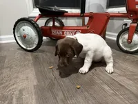 Lainey, a female German Shorthaired Pointer for sale in Melrose, MN – 2 of 3