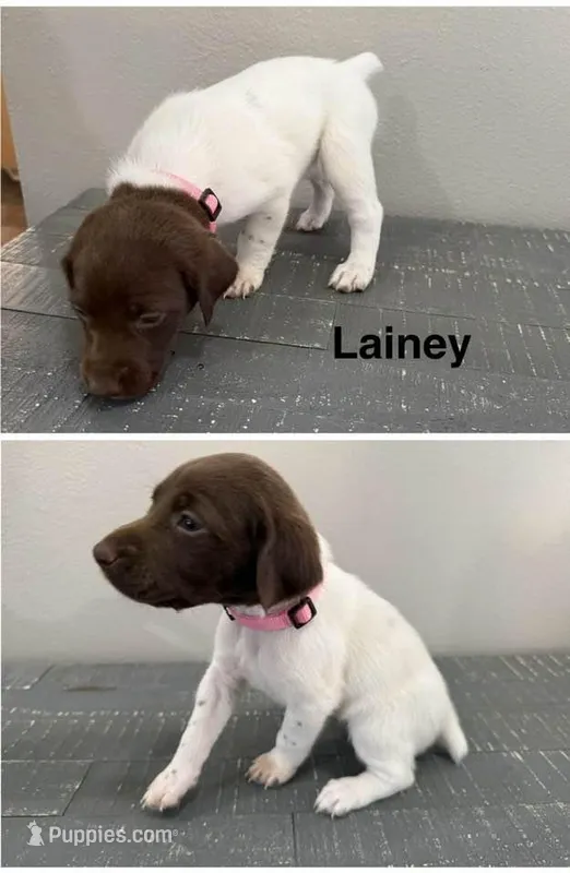 Lainey – German Shorthaired Pointer puppy for sale in Melrose, MN