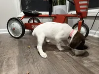Lainey, a female German Shorthaired Pointer for sale in Melrose, MN – 1 of 3