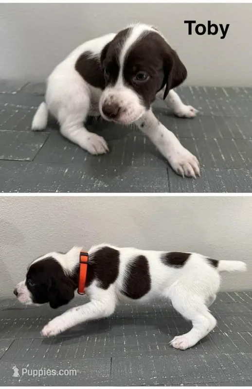 Toby – German Shorthaired Pointer puppy for sale in Melrose, MN
