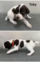 Toby, a male German Shorthaired Pointer for sale in Melrose, MN – 4 of 4