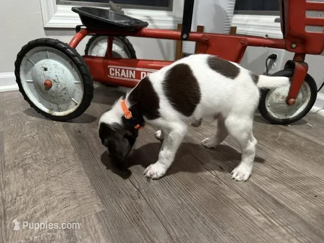 Toby – German Shorthaired Pointer puppy for sale in Melrose, MN