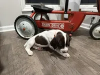 Toby, a male German Shorthaired Pointer for sale in Melrose, MN – 2 of 4