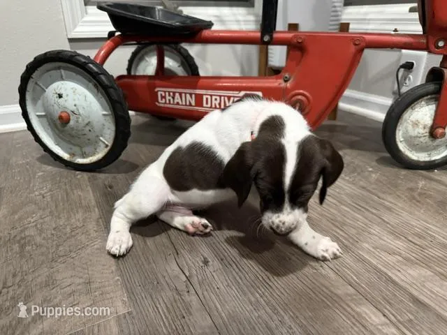 Toby – German Shorthaired Pointer puppy for sale in Melrose, MN