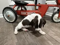 Toby, a male German Shorthaired Pointer for sale in Melrose, MN – 3 of 4