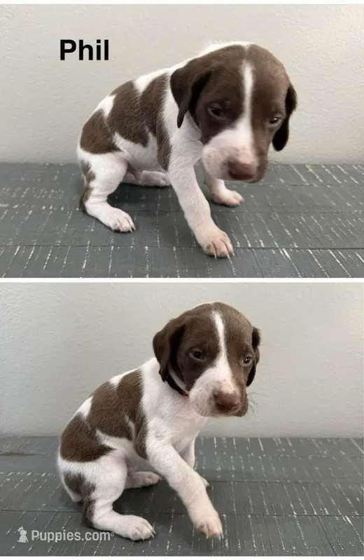 Phil – German Shorthaired Pointer puppy for sale in Melrose, MN