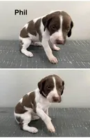 Phil, a male German Shorthaired Pointer for sale in Melrose, MN – 4 of 4