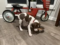 Phil, a male German Shorthaired Pointer for sale in Melrose, MN – 3 of 4