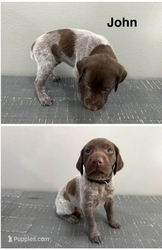 John – German Shorthaired Pointer puppy for sale in Melrose, MN