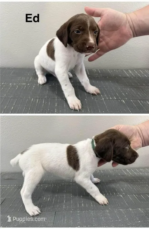Ed – German Shorthaired Pointer puppy for sale in Melrose, MN